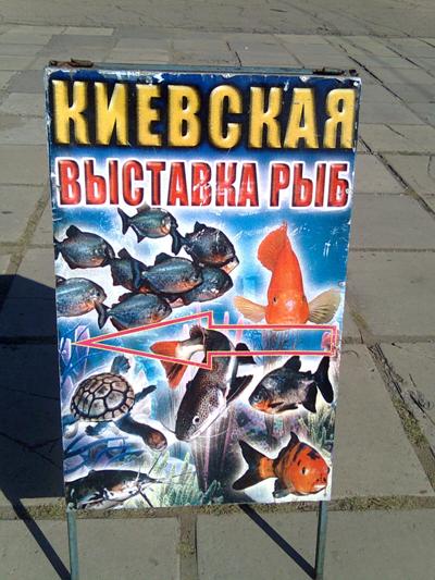 Киевская выставка рыб