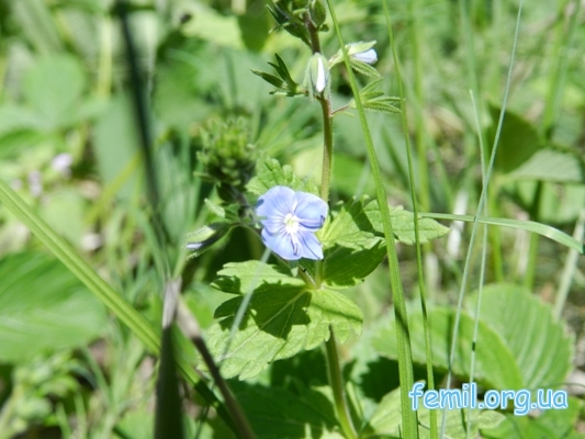 Синий (фиолетовый) цветок