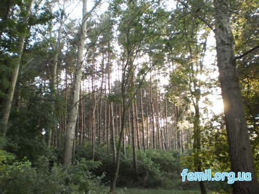 Лес возле села Саульского