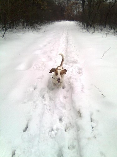 Бассет бегущий по снегу