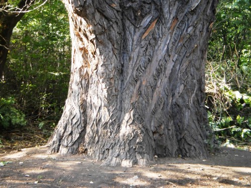Дерево-великан