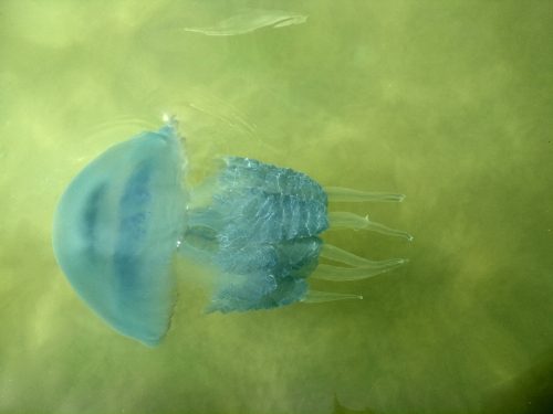 Медуза в море, Приморское, Херсонская область