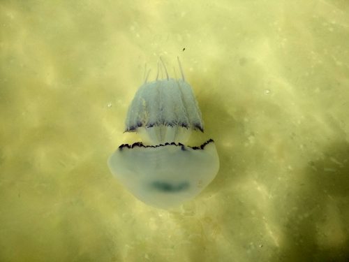 Медуза в море, Приморское, Херсонская область