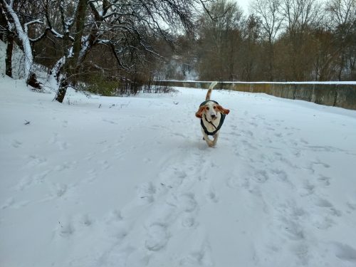 Бассет-хаунд Диксон в одежде бежит по снегу