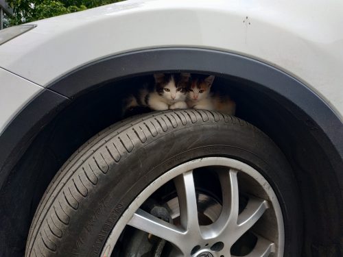 Котята в колесной арке автомобиля