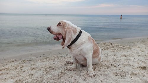 Бассет-хаунд Диксон на пляже