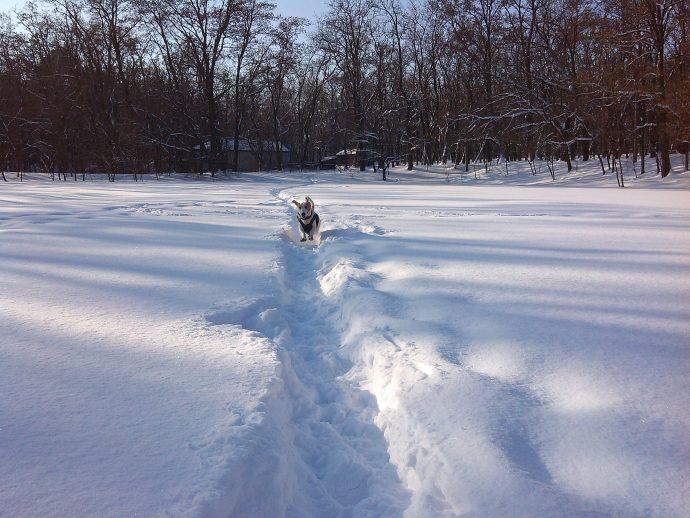 Бассет хаунд бежит по снегу