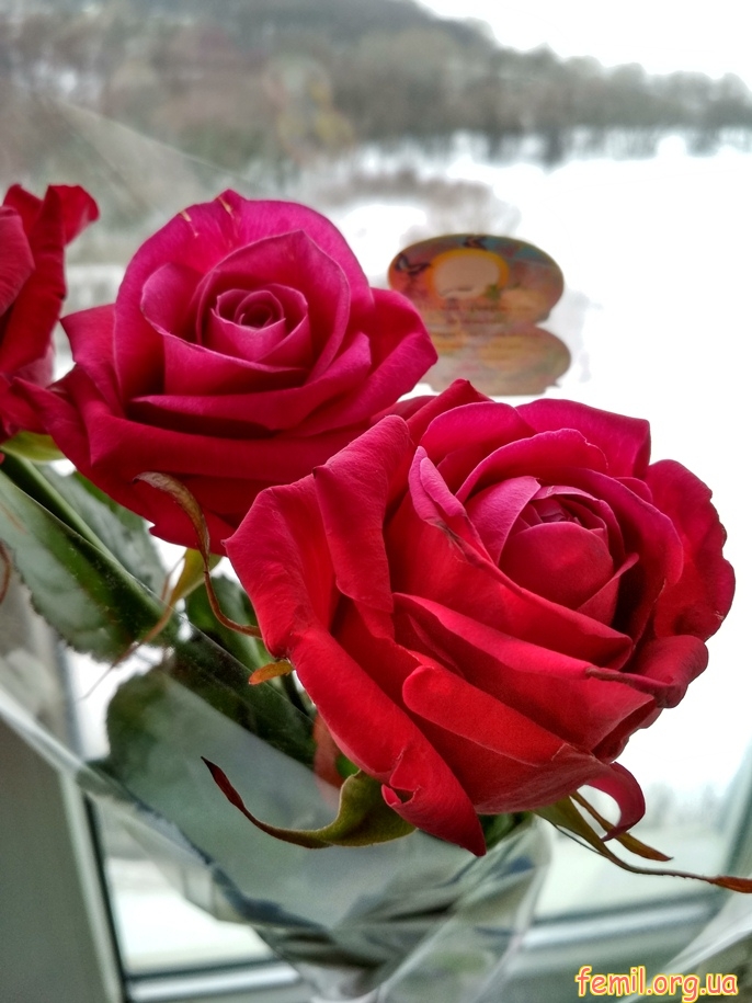 Красные розы на окне
