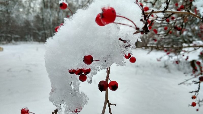 Зимний чек-лист